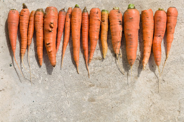 Top view on raw of fresh organic carrots of different sizes and shapes on concrete background. Autumn harvest. Healthy food concept