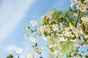 Close up of spring blossom in orchard upon blue sky; selective focus; no people; 