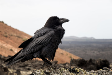  commen raven at vulcano landscape near Mancha Blanca Lanzarote