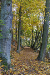 Obraz premium walkway in autumn