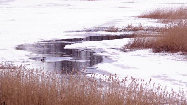 Goldeneye waterfowls courtship display at stream in spring