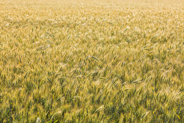 Close up view on rye ripe ears 