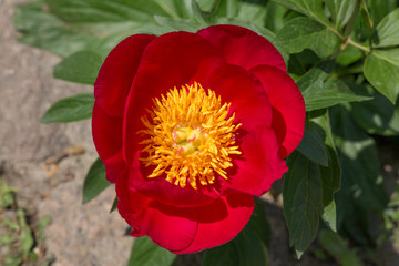 Red Peony flower blossom closeup. Paeony, Paeonia flowering plant