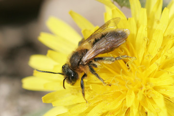Osmia sp.