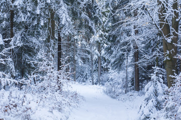 Forest in Bavaria