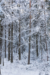 Forest in Bavaria