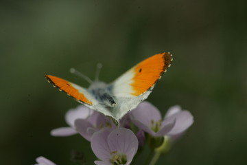 Aurore (Anthocharis cardamines)
