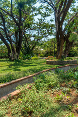 Green bush, plants in a garden, Chennai, India, April 01 2017
