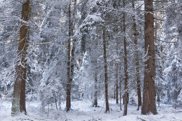 Fototapeta premium Forest in Bavaria