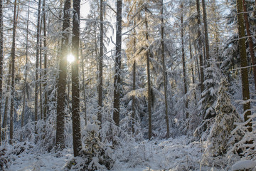 Forest in Bavaria