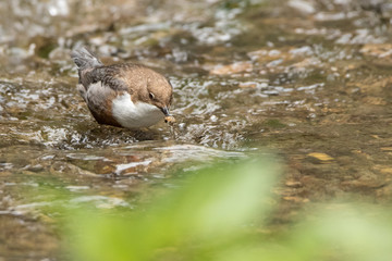 Wasseramsel am Bach
