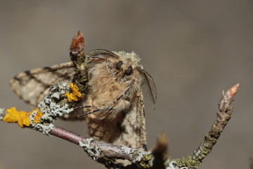 The Butterfly (noctuidae) on a branch