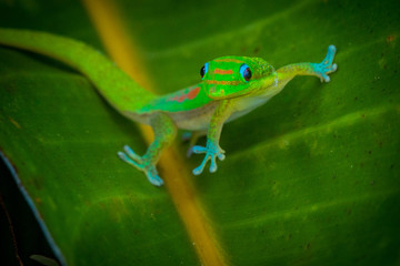 Madagascar Gold-Dusted Green Gecko