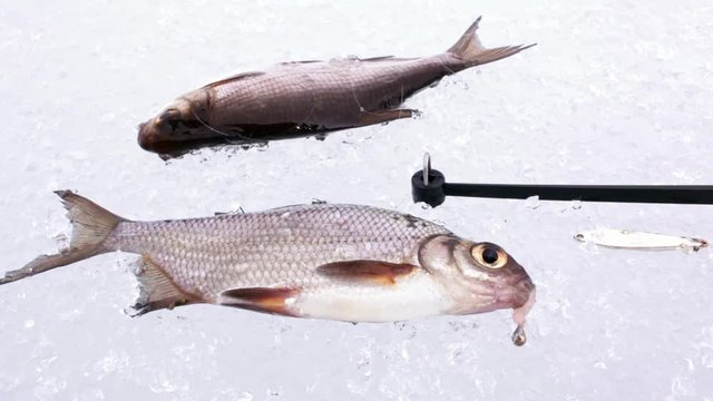 White bream on ice with ice fishing rod