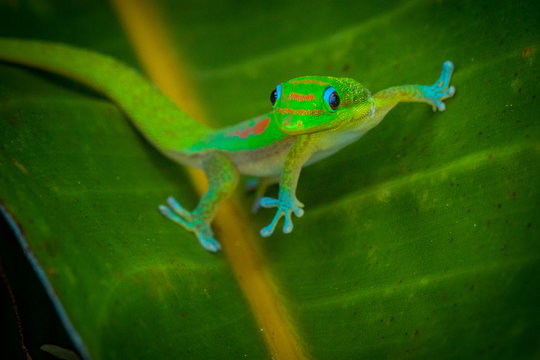 Madagascar Gold-Dusted Green Gecko