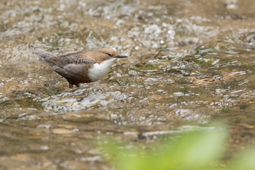 Wasseramsel am Bach
