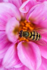 Bee