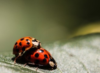Ladybug