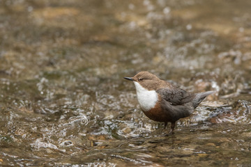 Wasseramsel am Bach
