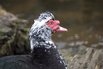 The musky duck. The maintenance of musky ducks in a household.