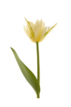 Single yellow tulip. Single yellow tulip isolated on a white background.