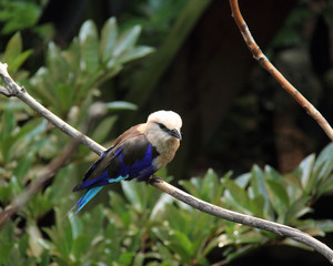 Bird on Branch