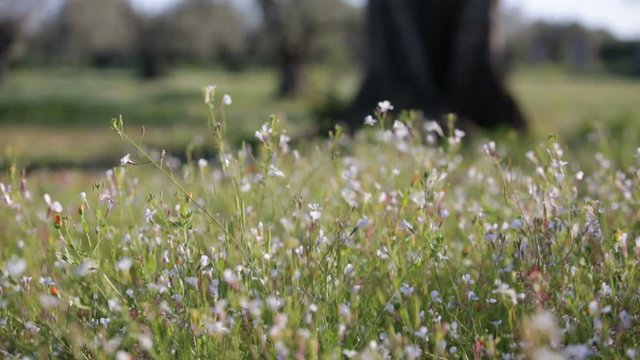 Mano di una ragazza sta accarezzando dolcemente dei fiori in una campagna.