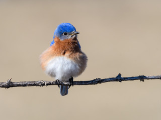 Puffy Male Eastern Bluebird Portrait
