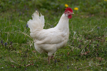 happy chicken at eastern