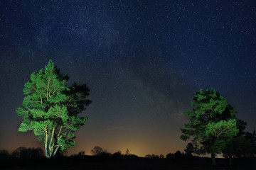 Night landscape of lonely trees against the background of the starry sky.