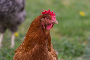 happy chicken at eastern