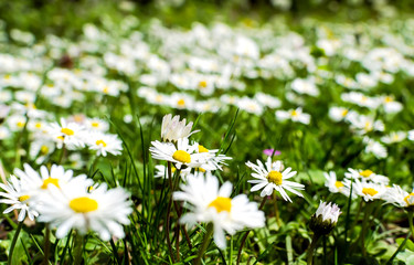 Fototapeta premium Spring daisy