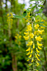 Cassia fistula