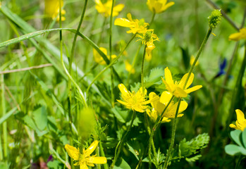 Wildflower buttercup