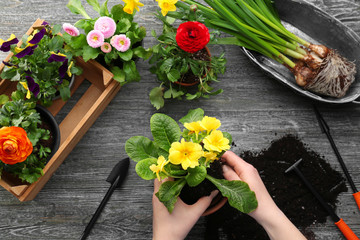 Hands planting primula flower on wooden background