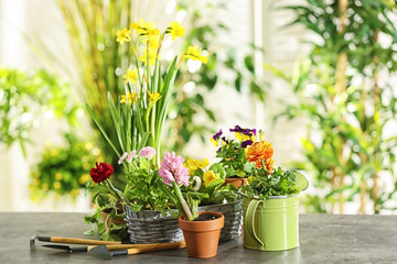 Composition with beautiful plants and gardening tools on table