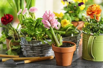 Fototapeta na wymiar Beautiful plants and gardening tools on table