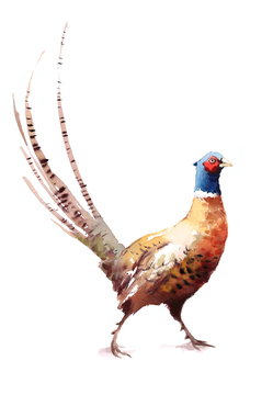 Pheasant Watercolor Bird Hand Painted Illustration isolated on white background