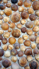sea shells