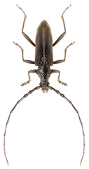 Capricorn beetle Cerambyx scopolii isolated on white background, close up of long-horned beetle.