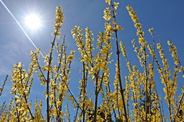 forsythie