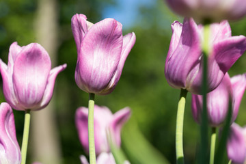 Bright blossom of the field of the purple tulips
