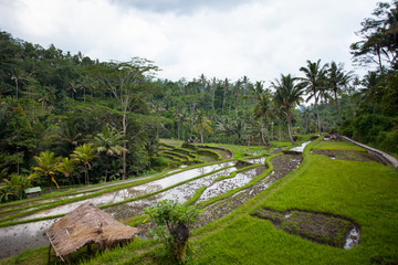 Rice field on the farm in the jungle prepared for landing