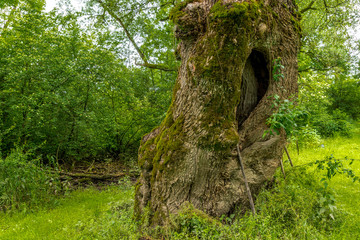Baumhöhle im Stamm einer Weide