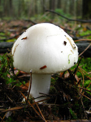 a white mushroom grows in the forest © Joanna