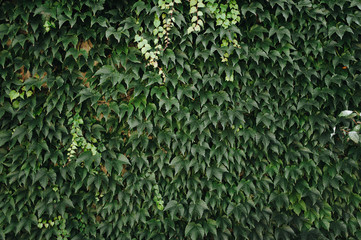 Green leaves of ivy on a wall.