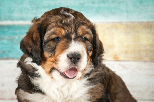 Adorable bernedoodle puppy
