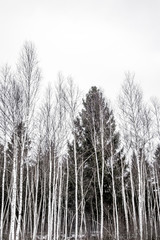 Birken am Rande eines Winterwaldes