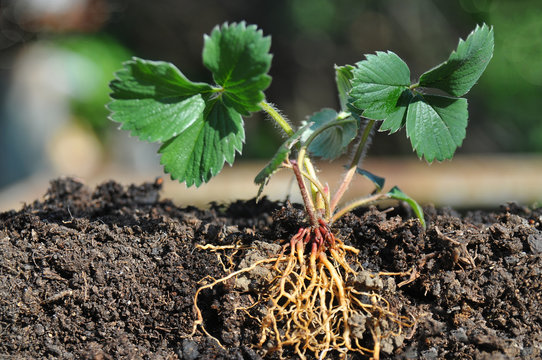 Strawberry seedlings with roots