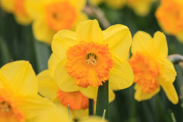 Close up of yellow narcissus.